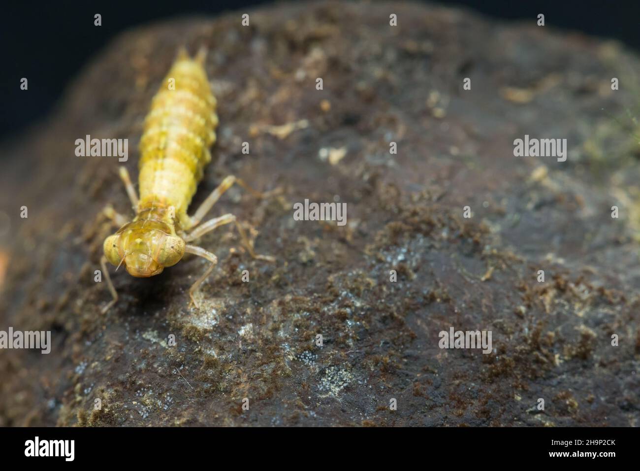 Mosaic darner larva (Aeshna sp Stock Photo Alamy