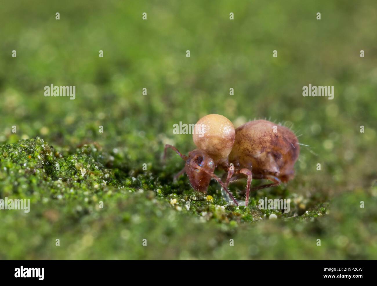 Entomogenous fungi tumer on a globular springtail Stock Photo