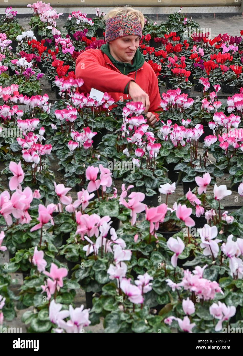 07 December 2021, Brandenburg, Schöneiche: Gardener Markus Lehmann examines the growth of the colourful cyclamen, which are currently on sale at the Flora-Land Arnold nursery for the Christmas season. The seasonal produce is grown here in the nursery's own greenhouses, brought into bloom and sold on site. Photo: Jens Kalaene/dpa-Zentralbild/ZB Stock Photo