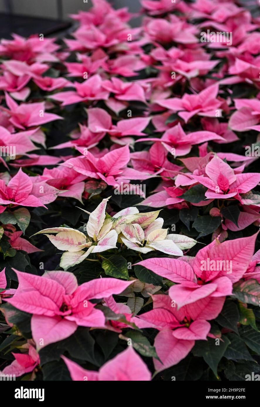 07 December 2021, Brandenburg, Schöneiche: Numerous colourful flowering poinsettias stand in a greenhouse at the Flora-Land Arnold nursery. They are currently the best sellers at Christmas time. The seasonal products are grown here in the nursery's own greenhouses, brought into bloom and sold on site. Photo: Jens Kalaene/dpa-Zentralbild/ZB Stock Photo