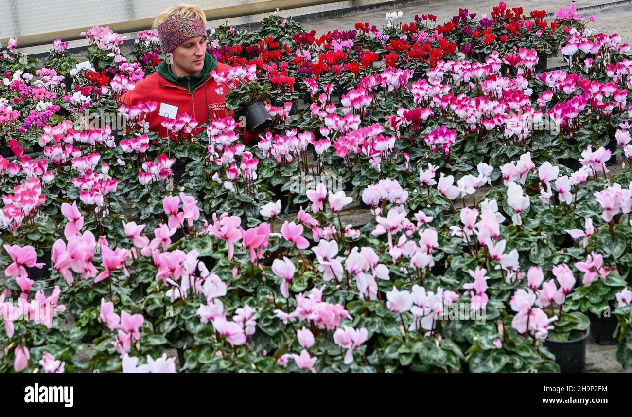 07 December 2021, Brandenburg, Schöneiche: Gardener Markus Lehmann examines the growth of the colourful cyclamen, which are currently on sale at the Flora-Land Arnold nursery for the Christmas season. The seasonal produce is grown here in the nursery's own greenhouses, brought into bloom and sold on site. Photo: Jens Kalaene/dpa-Zentralbild/ZB Stock Photo
