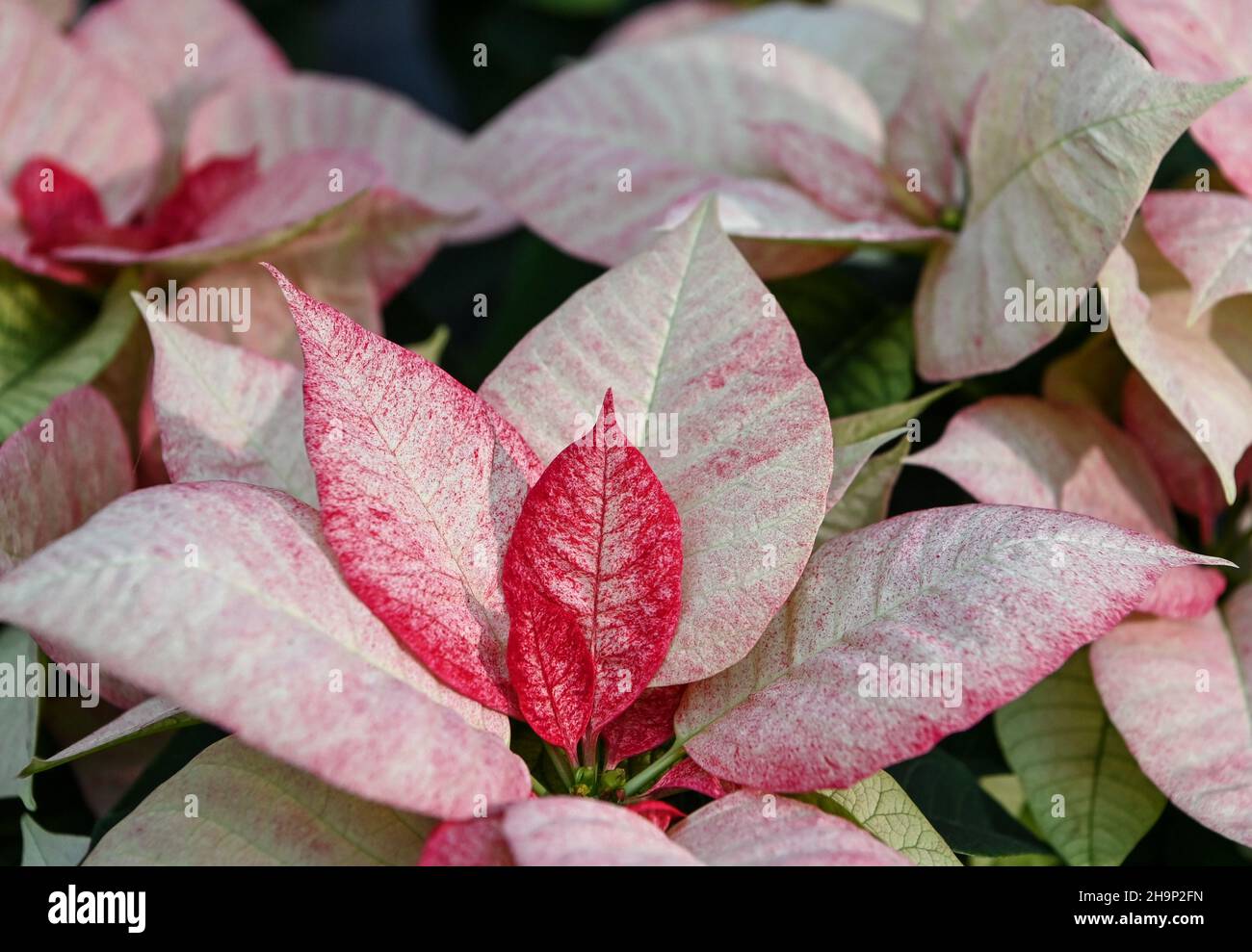 07 December 2021, Brandenburg, Schöneiche: Numerous colourful flowering poinsettias stand in a greenhouse at the Flora-Land Arnold nursery. They are currently the best sellers at Christmas time. The seasonal produce is grown here in the nursery's own greenhouses, brought to bloom and sold on site. Photo: Jens Kalaene/dpa-Zentralbild/ZB Stock Photo