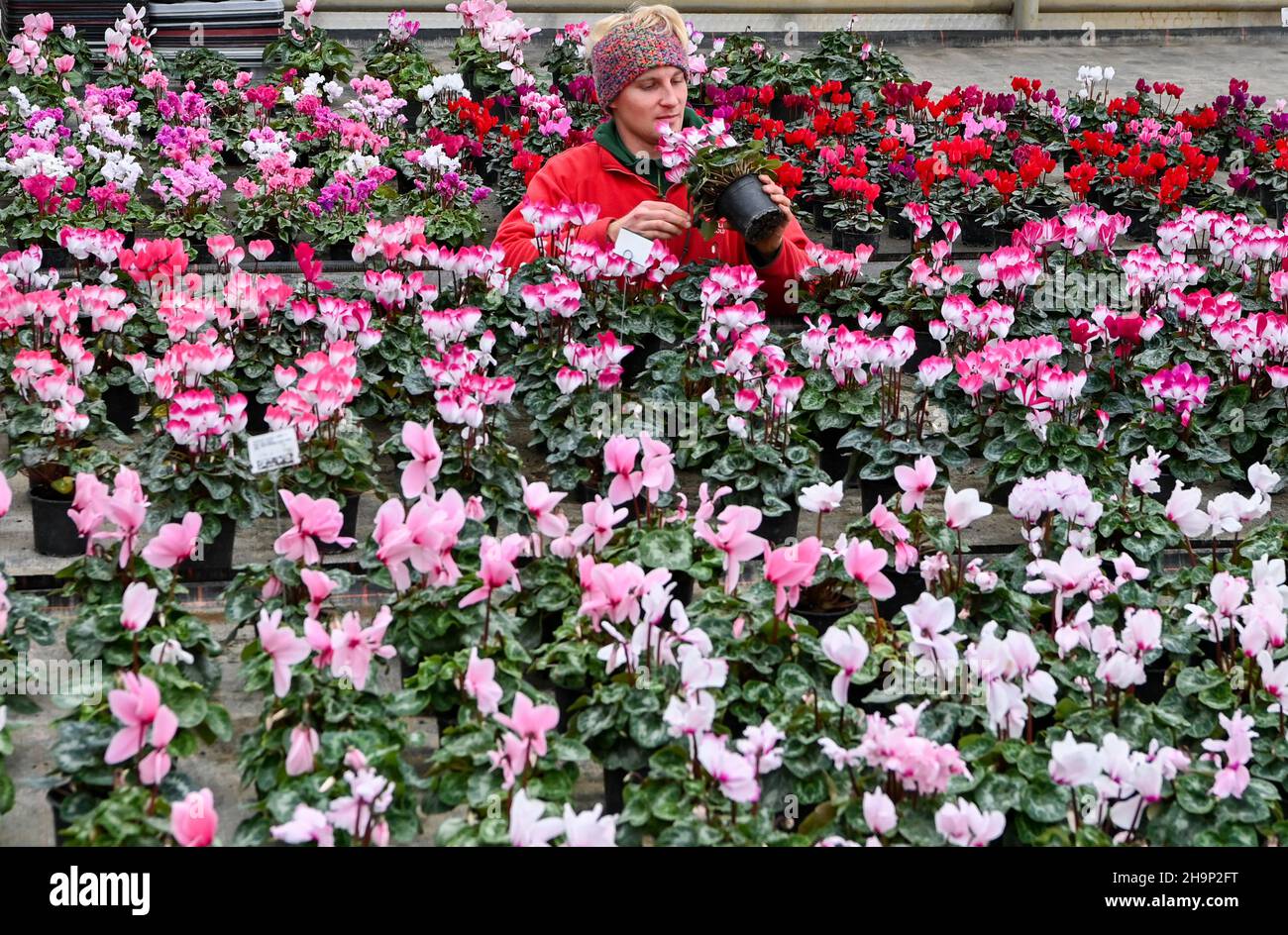 07 December 2021, Brandenburg, Schöneiche: Gardener Markus Lehmann examines the growth of the colourful cyclamen, which are currently on sale at the Flora-Land Arnold nursery for the Christmas season. The seasonal produce is grown here in the nursery's own greenhouses, brought into bloom and sold on site. Photo: Jens Kalaene/dpa-Zentralbild/ZB Stock Photo