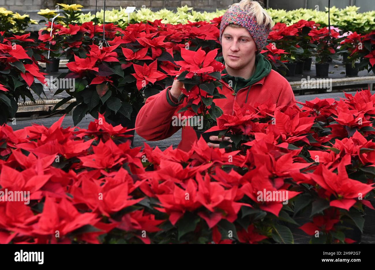07 December 2021, Brandenburg, Schöneiche: Gardener Markus Lehmann observes the growth of poinsettias in a greenhouse at the Flora-Land Arnold nursery, which are the best sellers here at Christmas time. The seasonal products are grown here in the nursery's own greenhouses, brought to flower and sold on site. Photo: Jens Kalaene/dpa-Zentralbild/ZB Stock Photo