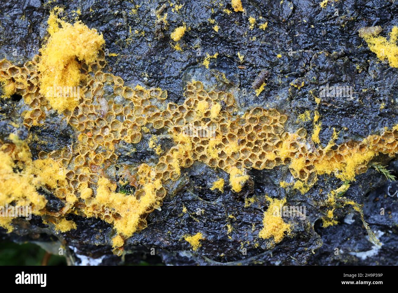 Trichia scabra hi-res stock photography and images - Alamy