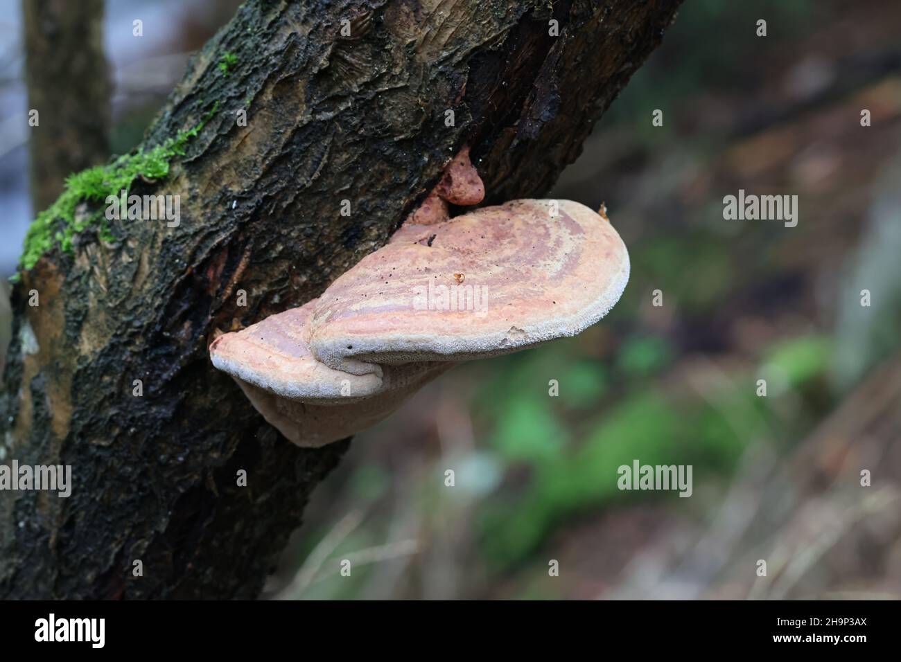 Hapalopilus rutilans, known as Tender Nesting Polypore or Cinnamon Bracket, wild fungus from Finland Stock Photo