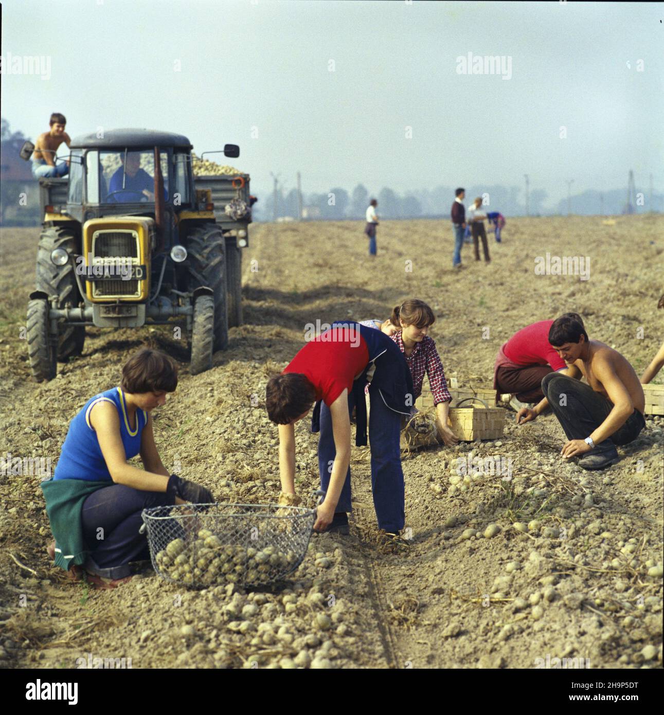 Polska 10.1980. Wykopki ziemniaków na polach Zak³adu Rolnego Zagrodzie Gospodarstwo Oziniany. Nz. uczniowie Zbiorczej Szko³y Gminnej w Chojnowie pomagaj¹ przy pracach rolnych. msa  PAP/Wojciech Kryñski    Dok³adny dzieñ wydarzenia nieustalony.         Poland, October 1980. Potato-lifting in the fields of the Zagrodzie Agricultural Plant, Oziniany Farm. Pictureed: school children from Chojnow helping with the field work.  msa  PAP/Wojciech Krynski    Event day unknown Stock Photo