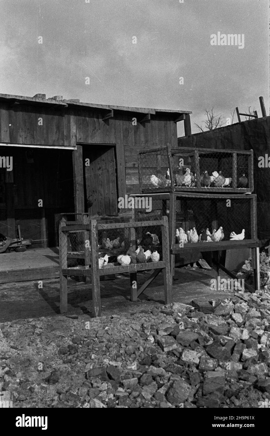Warszawa, 1949-02. Hodowla go³êbi.  mw  PAP/Wiktor Janik    Dok³adny dzieñ wydarzenia nieustalony.      Warsaw, Feb. 1949. Pigeon breeding.  mw  PAP Stock Photo