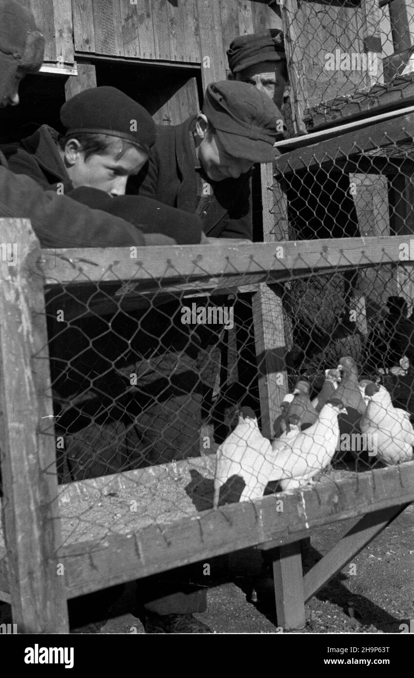 Warszawa, 1949-02. Hodowla go³êbi.  mw  PAP/Wiktor Janik    Dok³adny dzieñ wydarzenia nieustalony.      Warsaw, Feb. 1949. Pigeon breeding.  mw  PAP Stock Photo