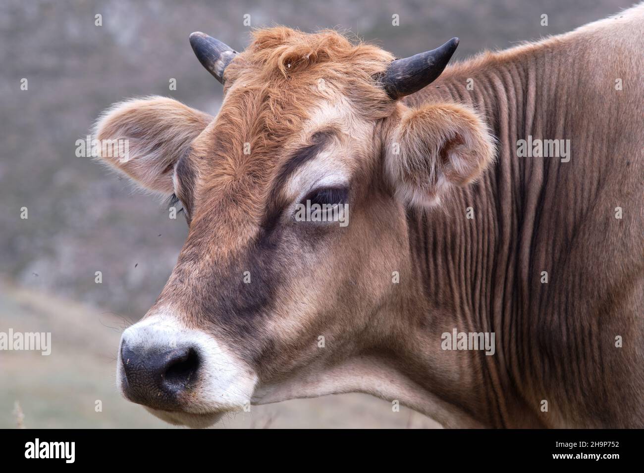 Breed of dairy cattle hires stock photography and images Alamy