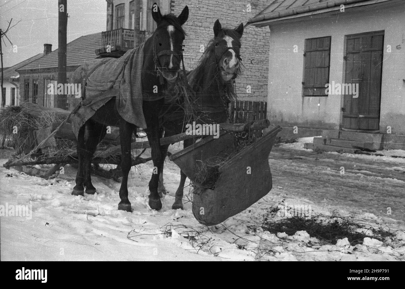 Gorzków ko³o Krasnegostawu, 1949-02. Konie. msa  PAP    Dok³adny dzieñ wydarzenia nieustalony.      Gorzkow near Krasnystaw, Feb. 1949. Horses.  msa  PAP Stock Photo