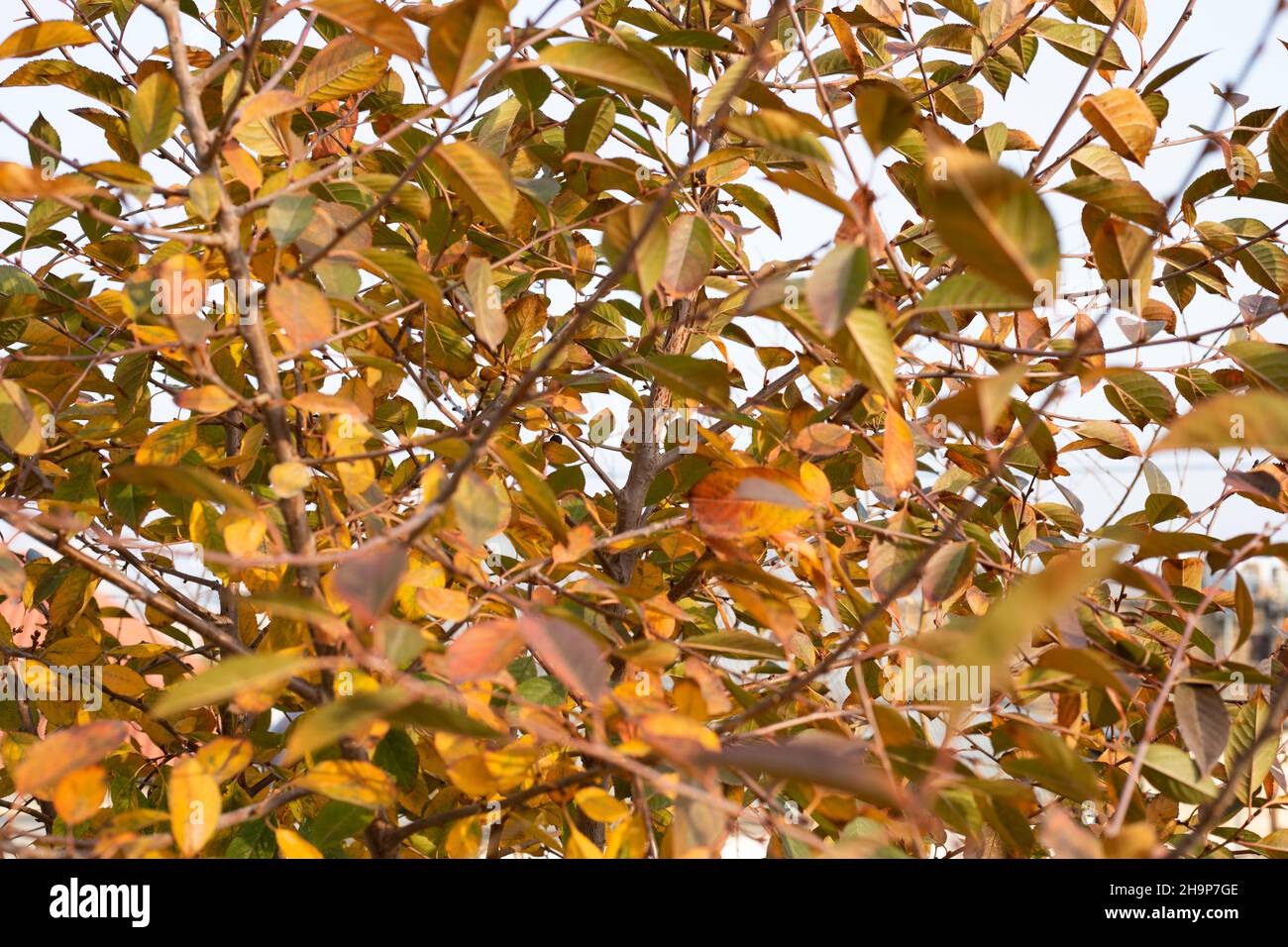 Leaves of a maple tree on a blue sky backgound Stock Photo - Alamy