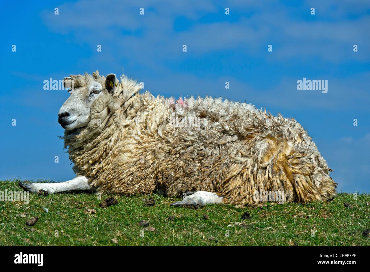 Texel sheep lies on a dike crown in the marshland at the North Sea coast, Schleswig-Holstein, Germany Stock Photo