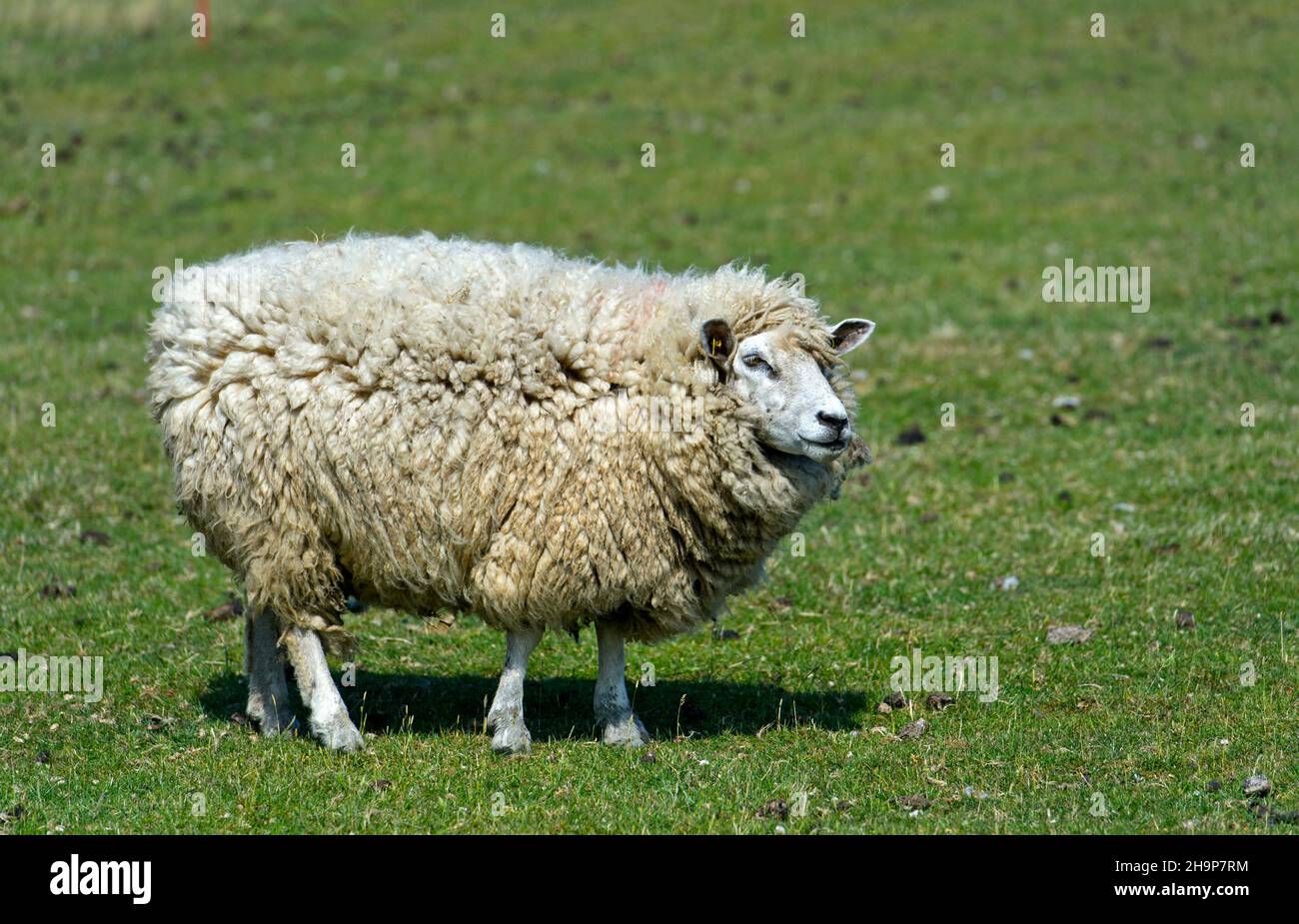 Texel sheep, marsh at the North Sea coast, Westerhever, Schleswig-Holstein, Germany Stock Photo