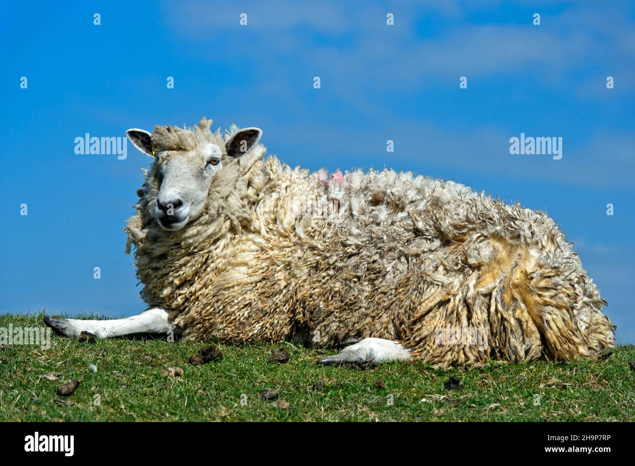 Texel sheep lies on a dike crown in the marshland at the North Sea coast, Schleswig-Holstein, Germany Stock Photo