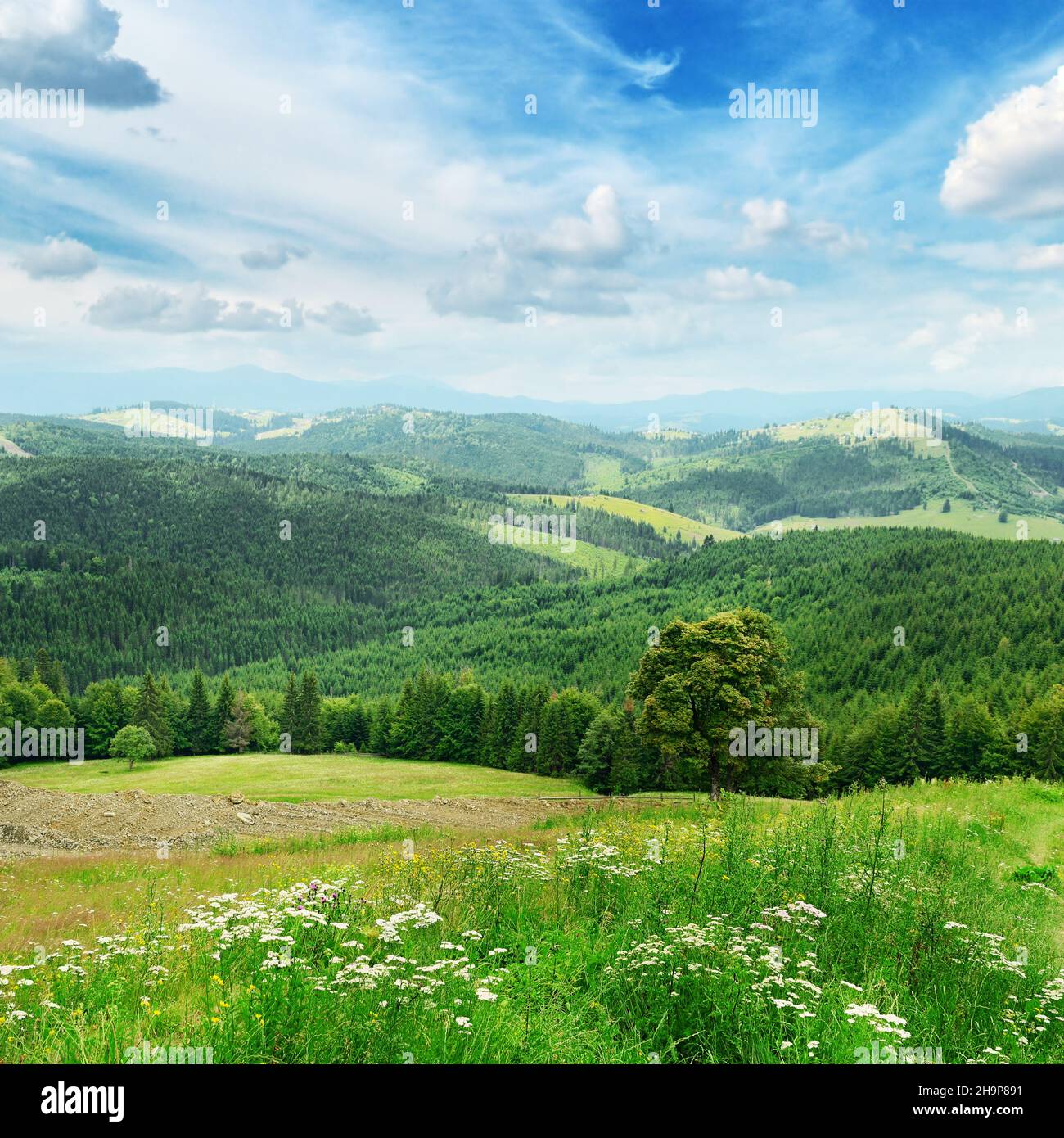 Beautiful mountains covered trees Stock Photo