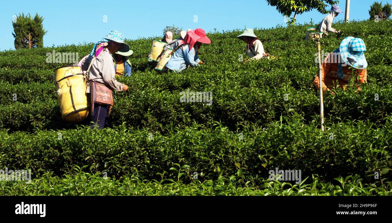 Tea pickers, Choui Fong tea plantation, Chiang Rai, Thailand, Asia Stock Photo