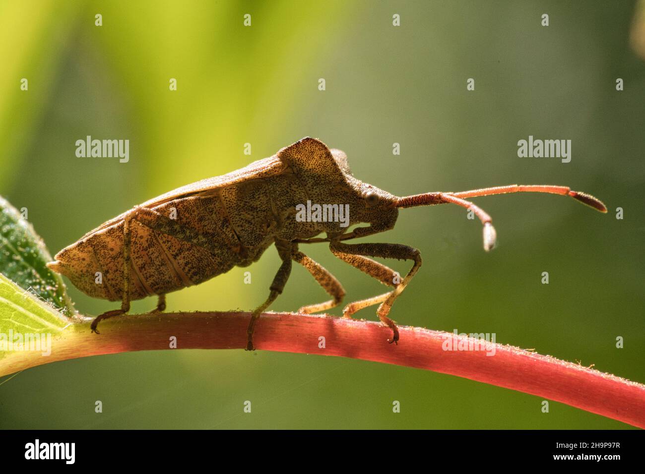 Live stink bug in nature hi-res stock photography and images - Alamy