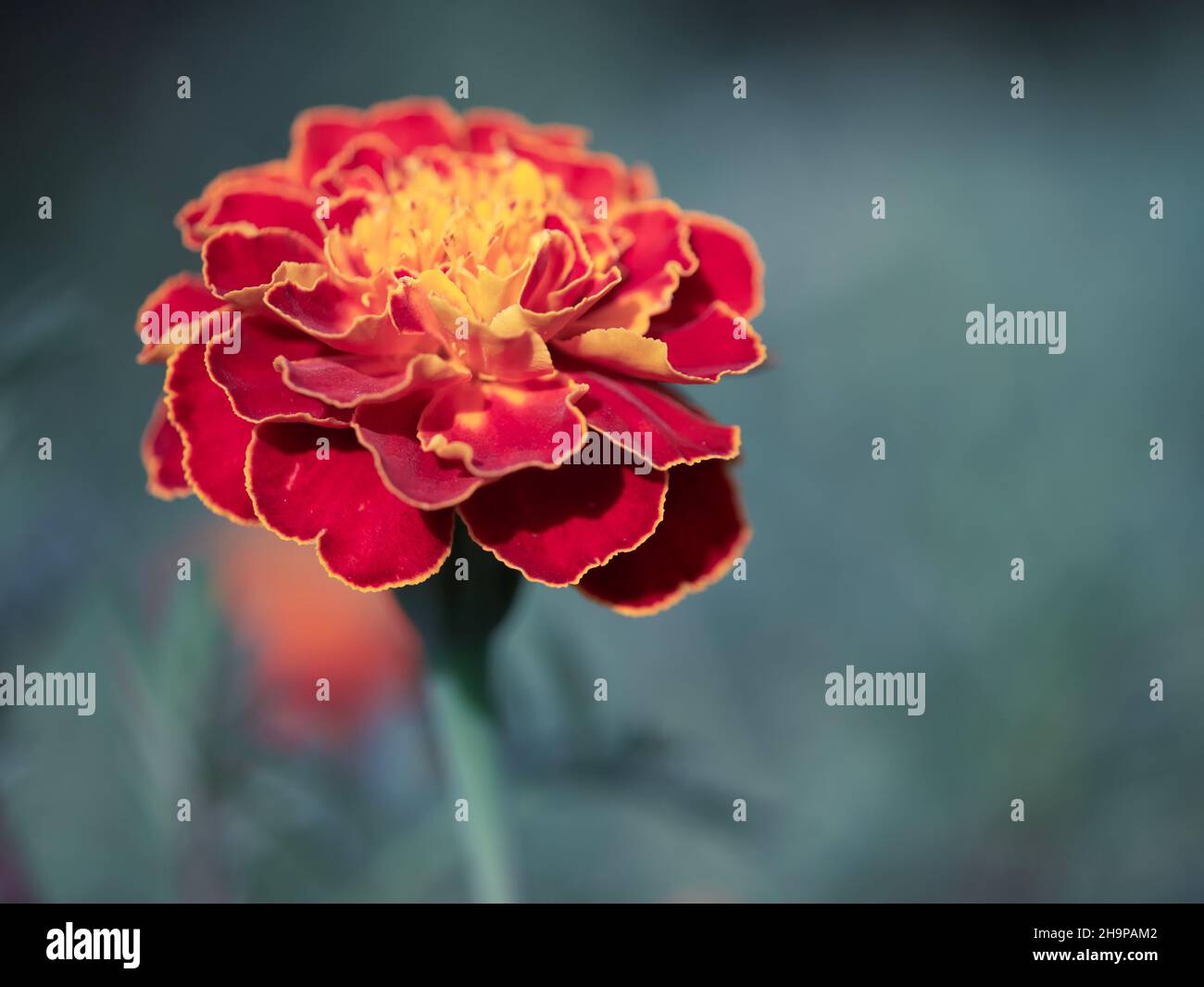 Marigold flower on a blurry background, macro photo. Stock Photo