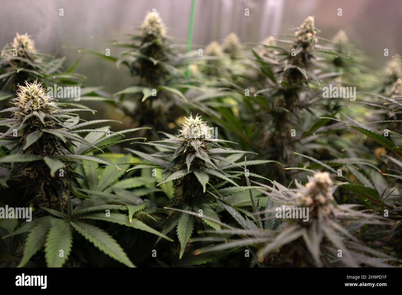 Illegally home-grown cannabis plants. Stock Photo