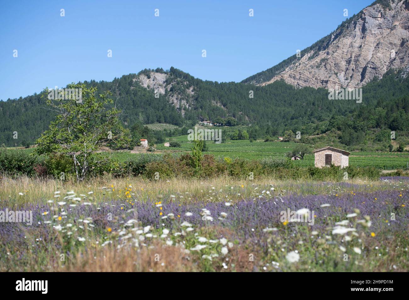 Huts in the middle of vines in Chatillon-en-Diois (south-eastern France) Stock Photo