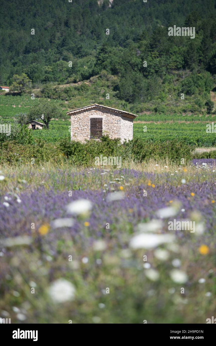 Huts in the middle of vines in Chatillon-en-Diois (south-eastern France) Stock Photo