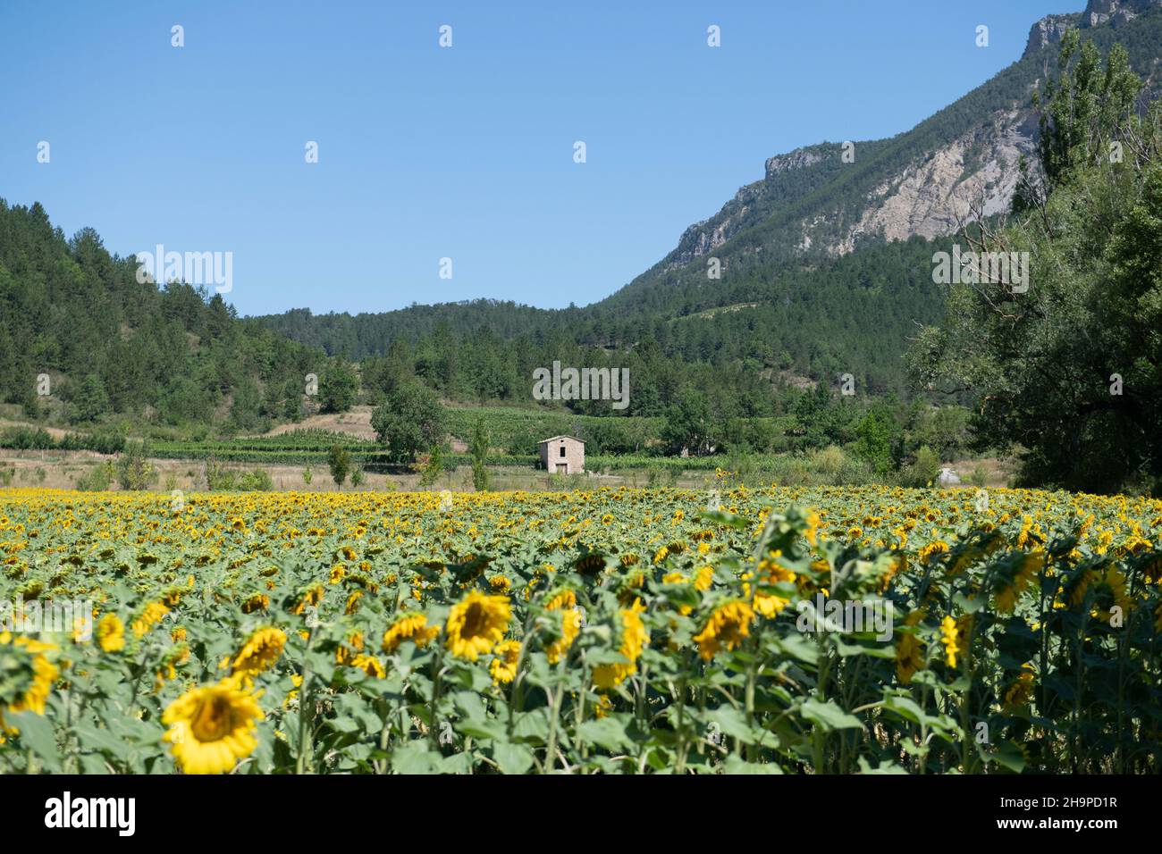 Field of sunflowers in Chatillon-en-Diois (south-eastern France) with a hut in the middle of vines in the background Stock Photo