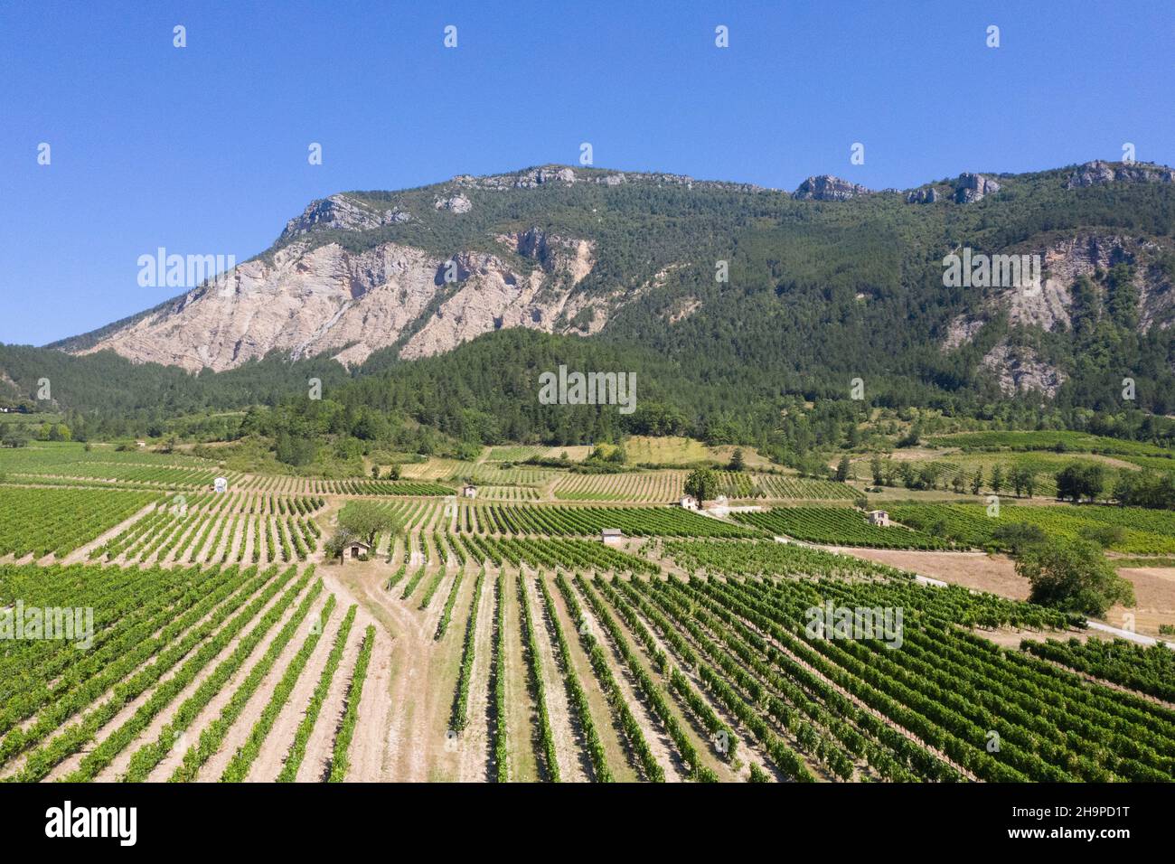 Vines in Chatillon-en-Diois (south-eastern France) Stock Photo