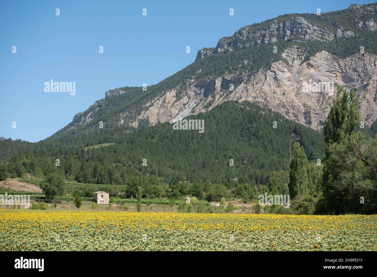 Field of sunflowers in Chatillon-en-Diois (south-eastern France) with a hut in the middle of vines in the background Stock Photo