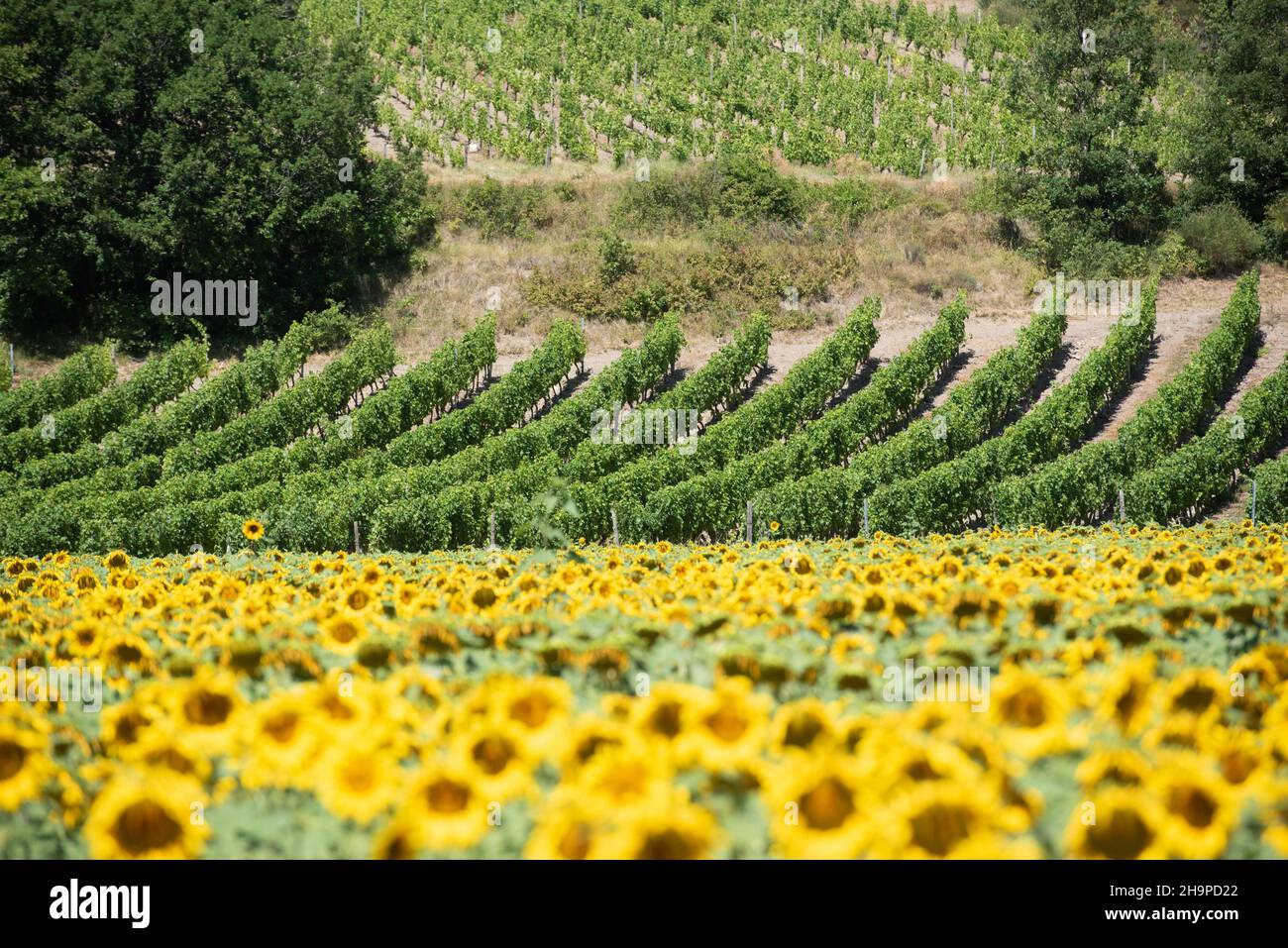 Field of sunflowers and vines in Chatillon-en-Diois (south-eastern France) Stock Photo