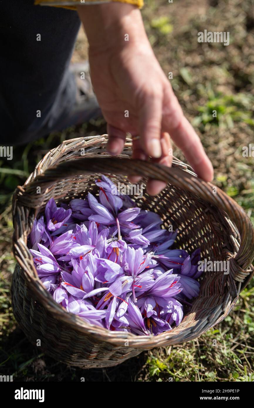 Saffron harvest at o Delices de la Bergere in Marches, in the Drome