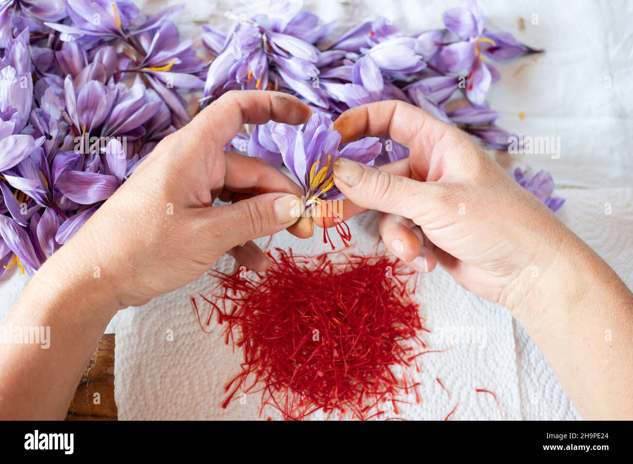 Saffron harvest at o Delices de la Bergere in Marches, in the Drome department (south-eastern France). Saffron stamens being picked by hand from Crocu Stock Photo