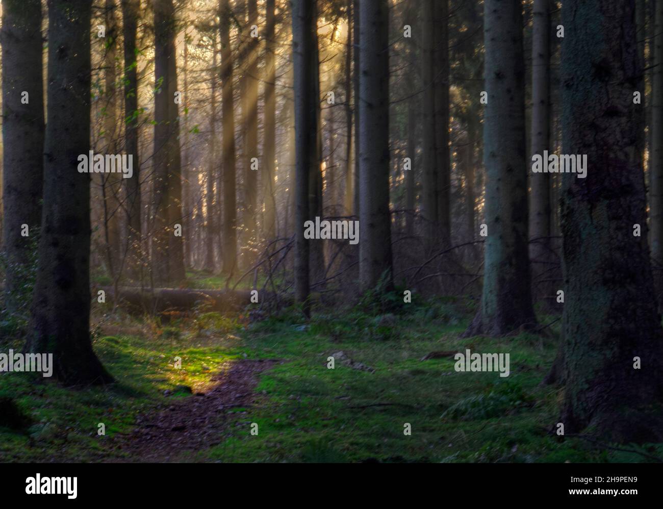 Path towards the light on a hazy morning in winter, illuminated by rays of sunlight, a fairy landscape Stock Photo