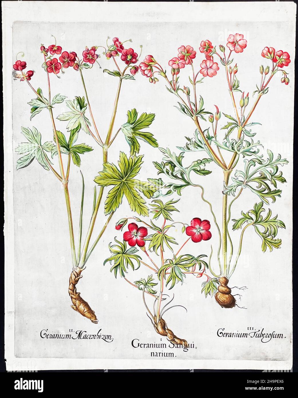 Basil Besler (1561–1629) - Merian - Carnation & Moth Stock Photo