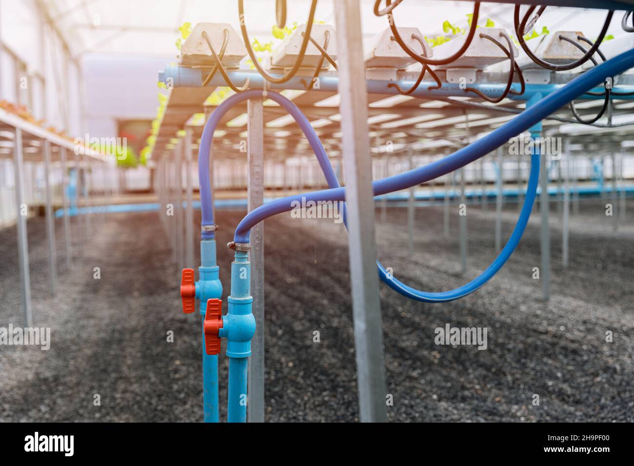 water pipe valve of supply watering system in hydroponic farm plant nursery greenhouse. Stock Photo