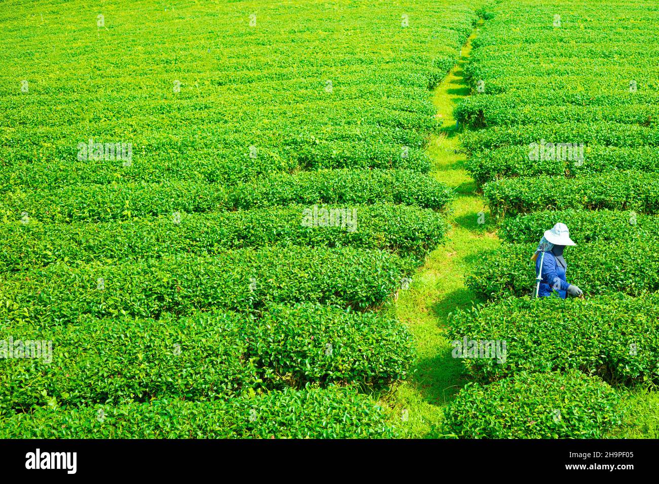 worker plucking tea leaf in fresh green tea agriculture field in nature mountain Stock Photo