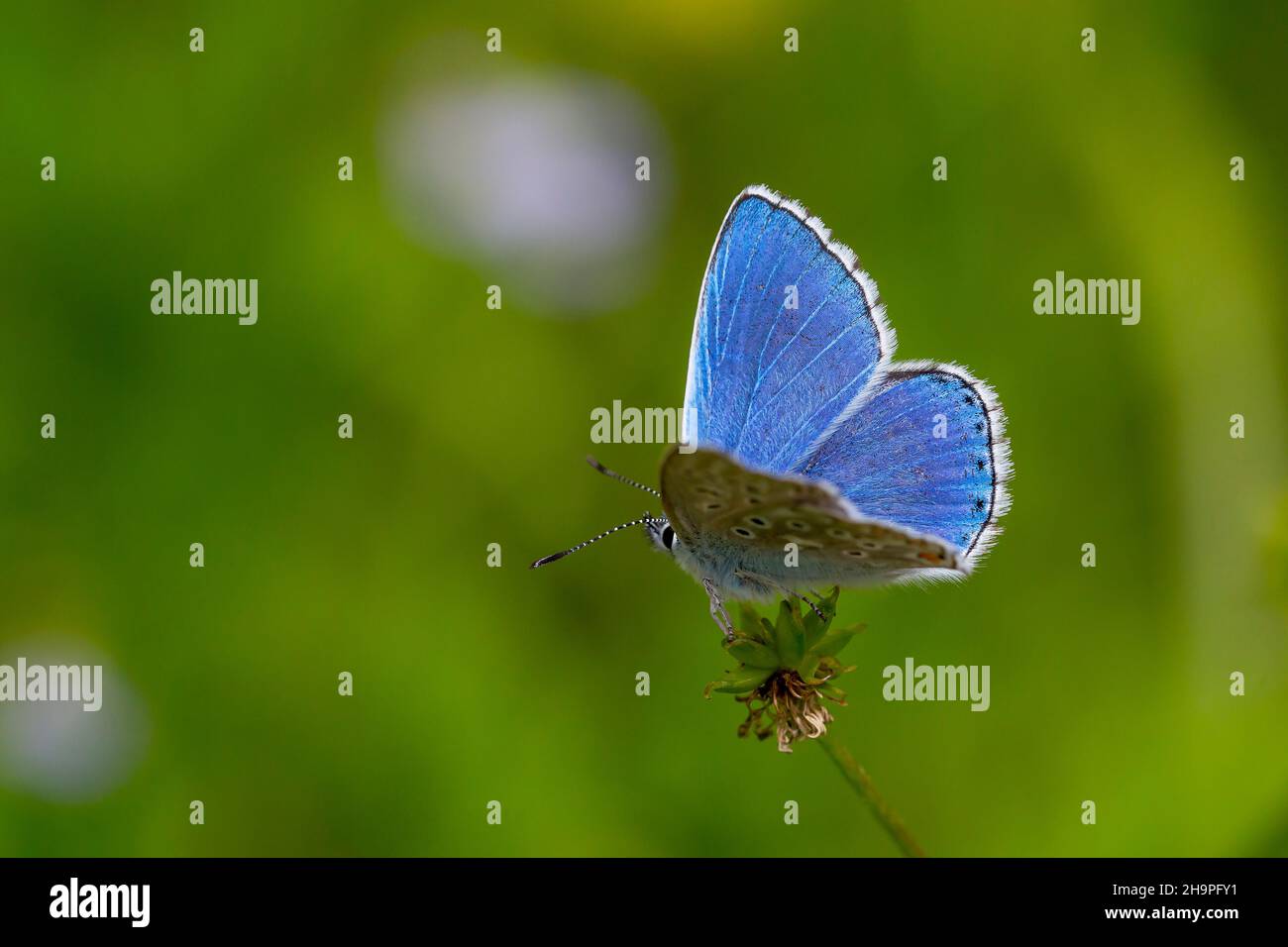 a wonderful butterfly with an overhead blue wing color, Polyommatus ...
