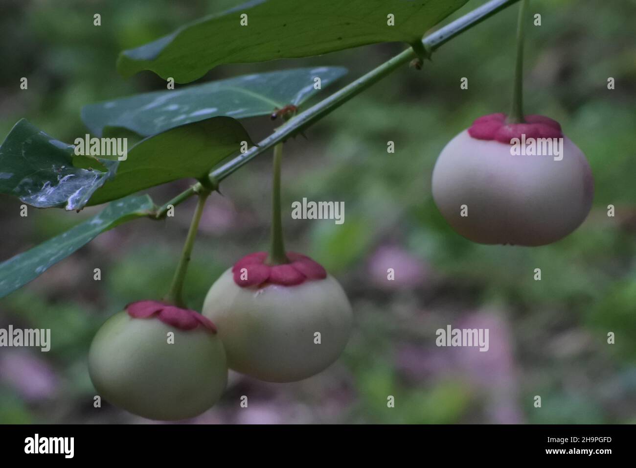 Selective focus shot of fruits of katuk (sauropus androgynus Stock