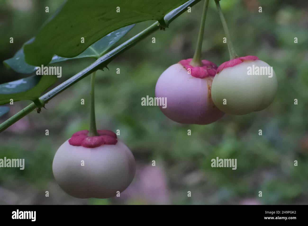 Selective focus shot of fruits of katuk (sauropus androgynus Stock