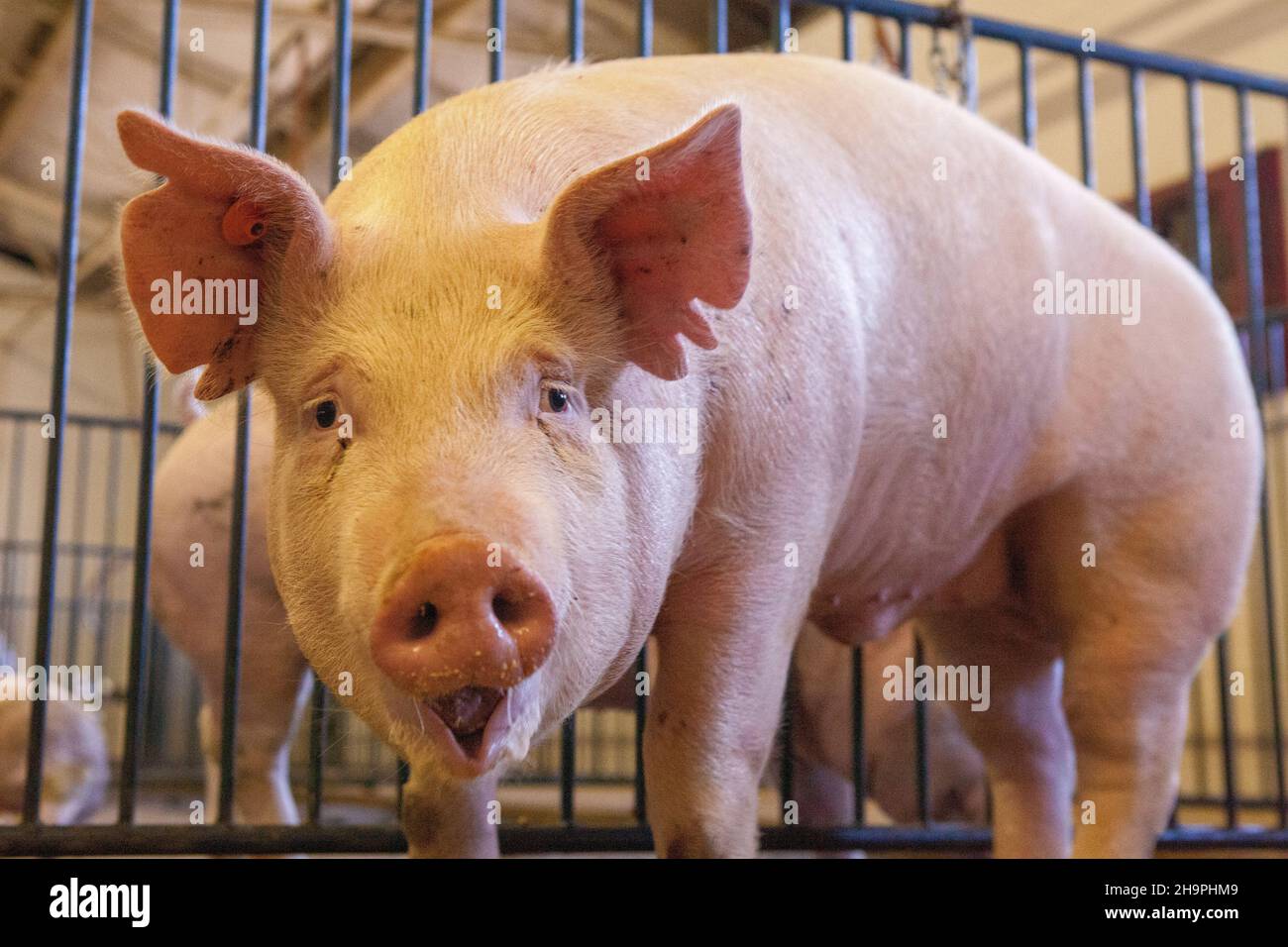 Pig facing the camera Stock Photo
