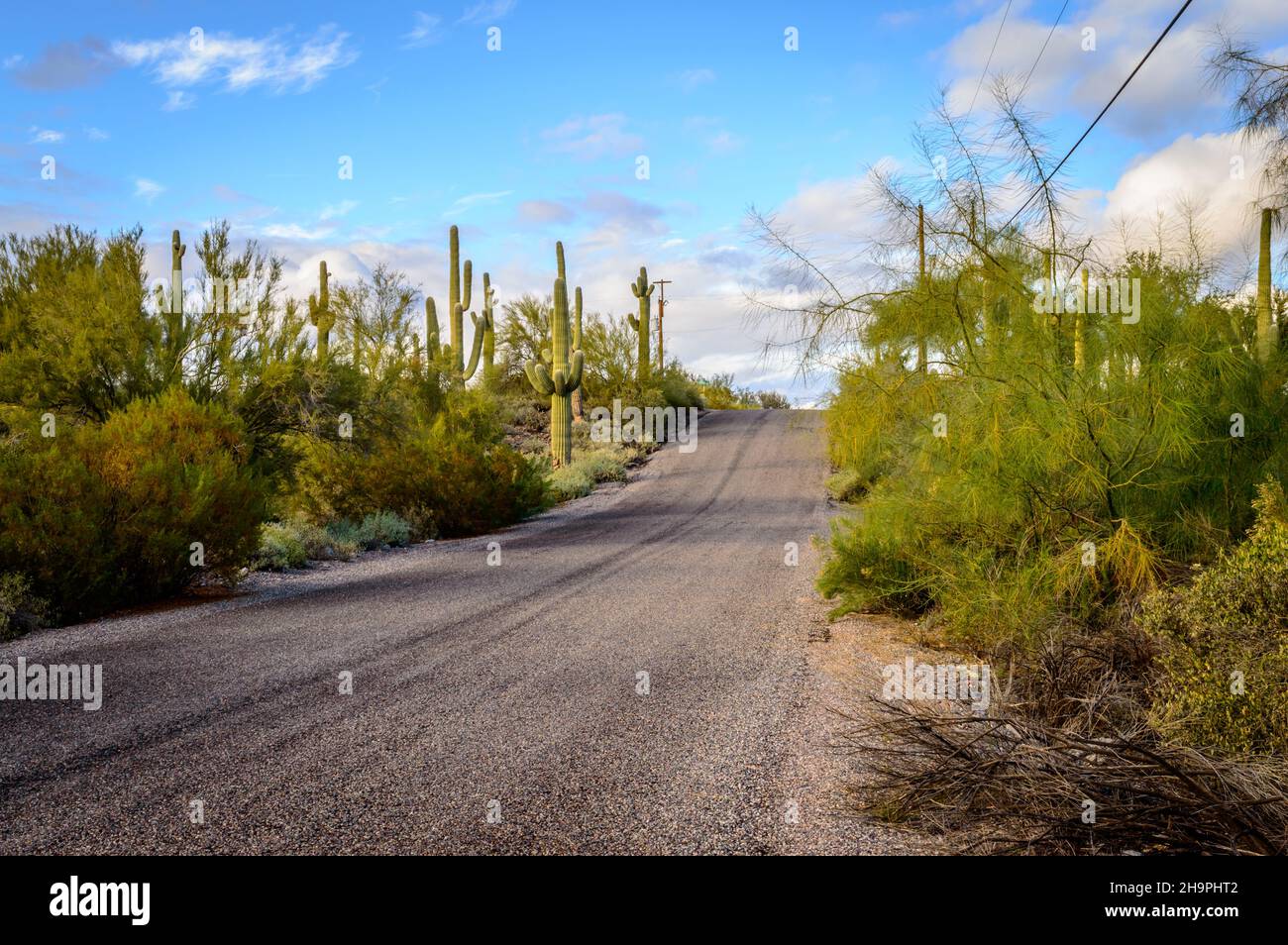 A Deserted Asphalted Road In Cave Creek Arizona With Saguaro Cactus And Desert Shrubs And 0697