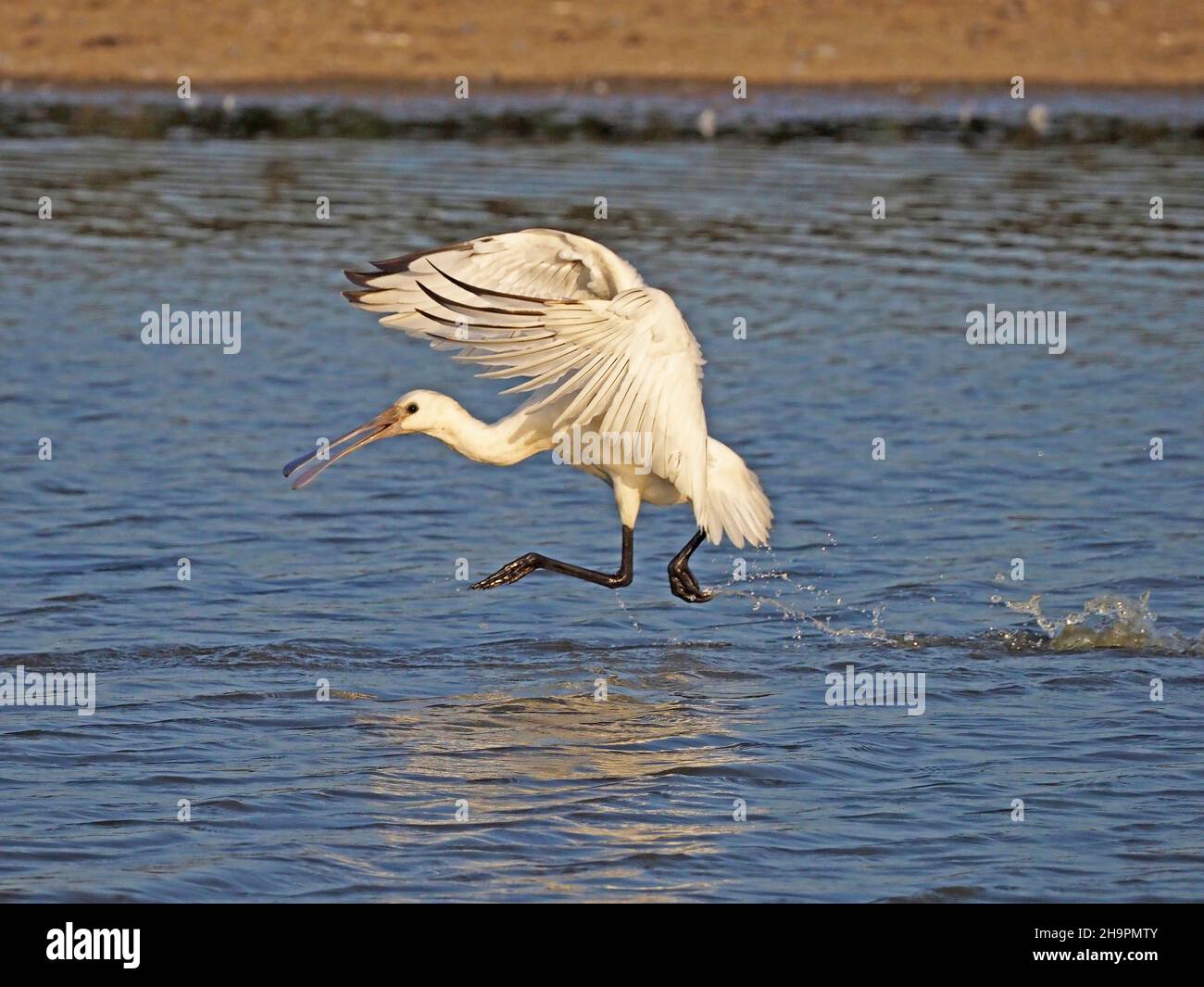 Spoonbill norfolk hi-res stock photography and images - Alamy