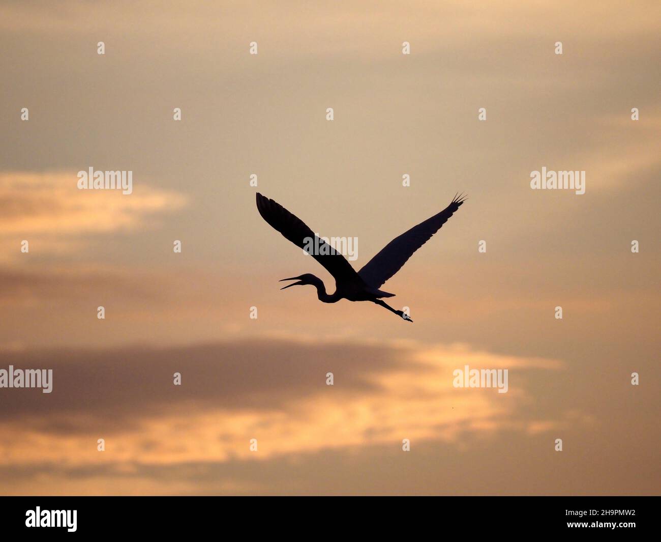 Great Egret flying against setting sun- Norfolk. Stock Photo