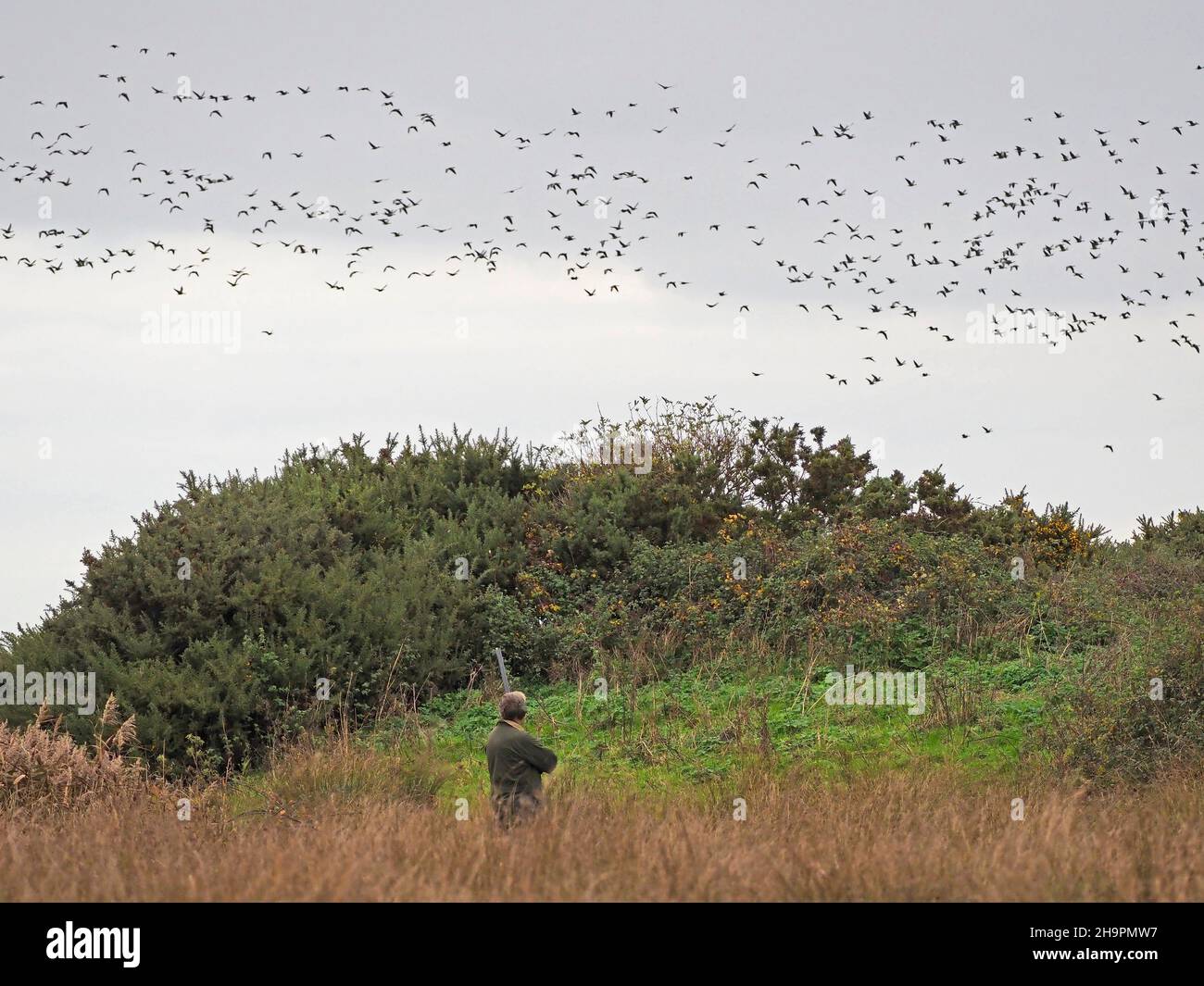 Hunter with gun watching Pink footed Geese flying. Norfolk. Stock Photo