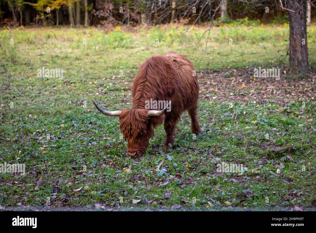 Scottish highland cattle at german meadow Stock Photo - Alamy