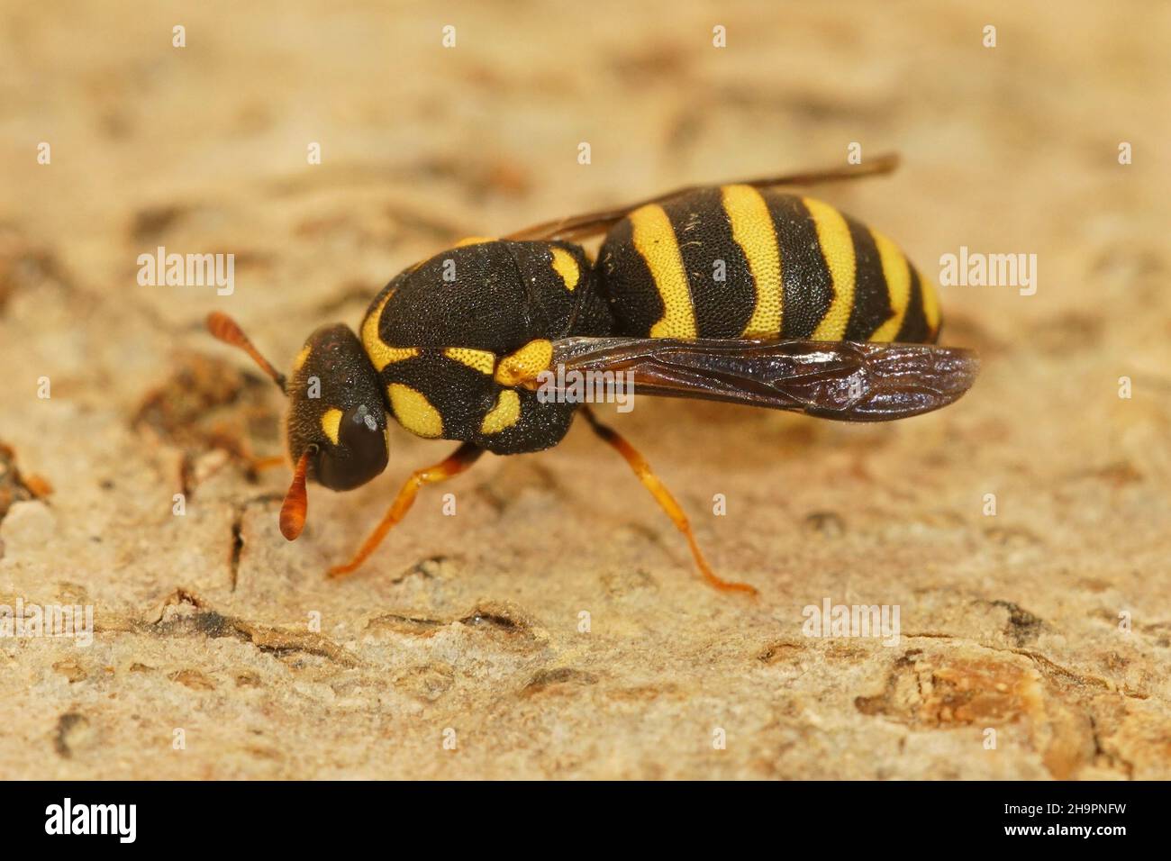 Closeup on a colorful , unique pollen collecting small wasp,  Celonites abbreviatus Stock Photo