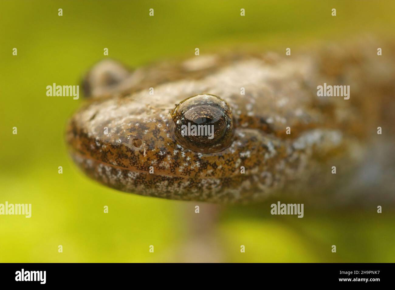Closeup on the head of the  endangered Oita salamander, Hynobius dunni Stock Photo