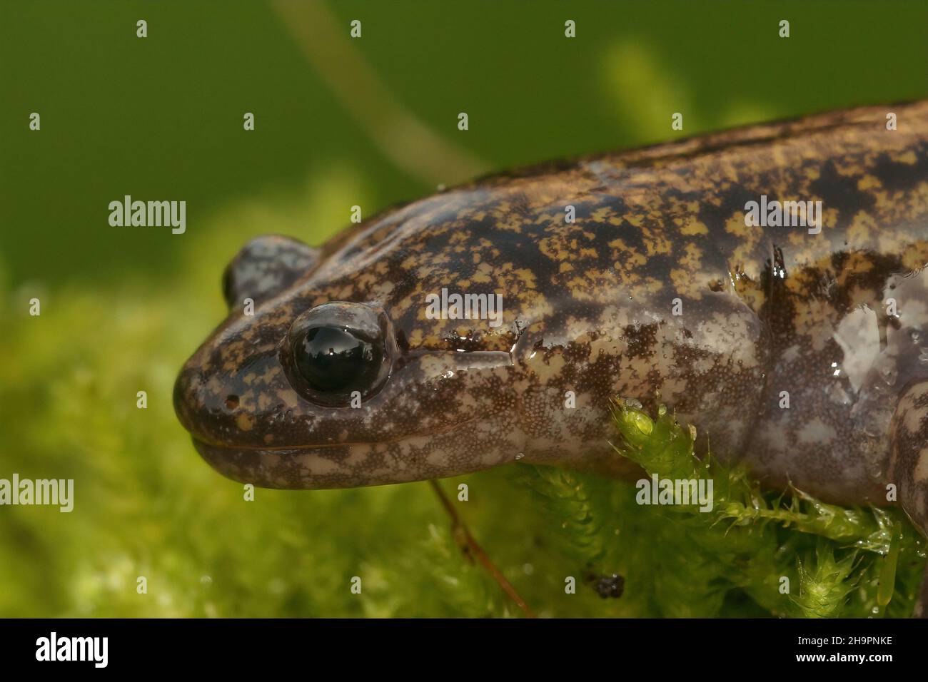 Closeup on the rare Japanese Hondo streamside salamander, Hynobius kimura Stock Photo