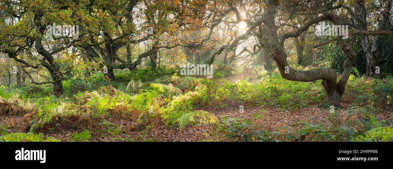 Brayton Barff ancient woodland, near Selby, North Yorkshire, England Stock Photo