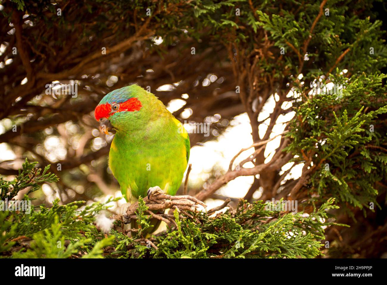 The musk lorikeet (Glossopsitta concinna). Australian parrot in the wild Stock Photo